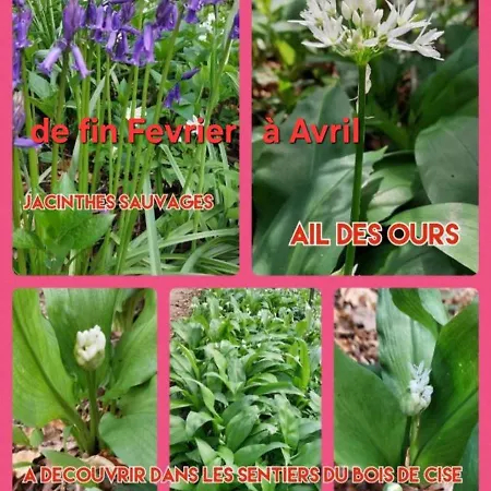 Le Cise Eau A Bois * Le Bois de Cise