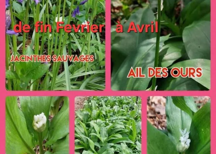 Le Cise Eau A Bois * Le Bois de Cise